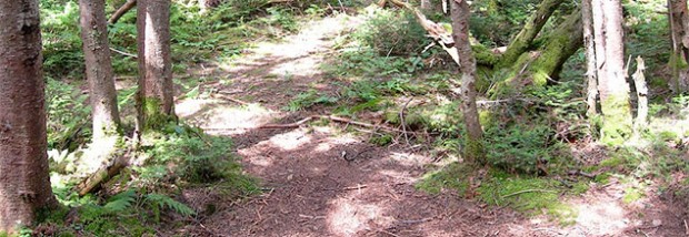 Forest Floor