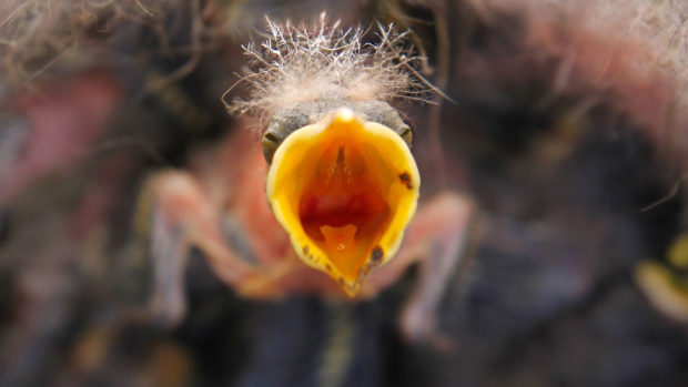 Photo of hungry bird in nest